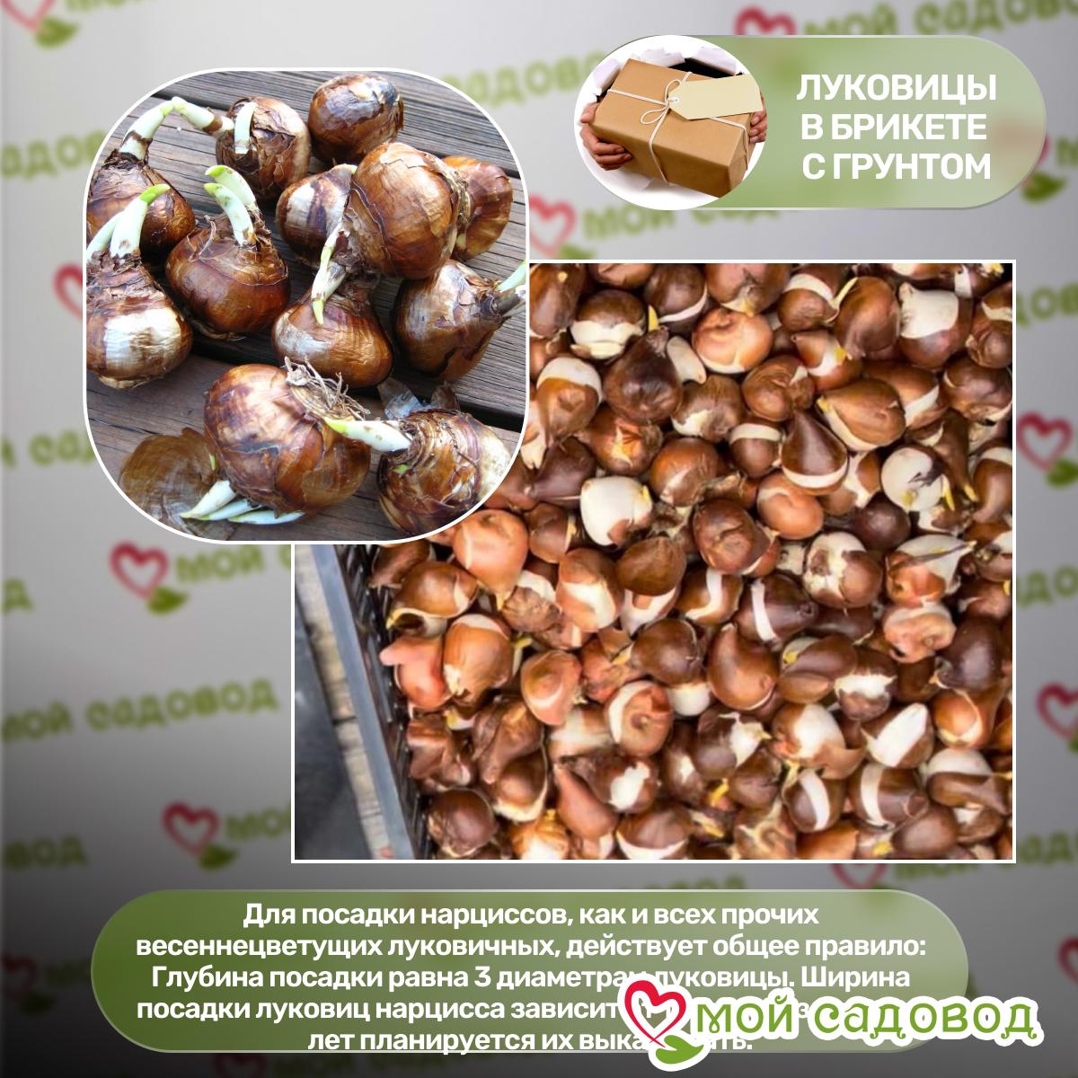 Нарцисс мини Рип Ван Винкл